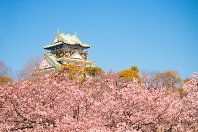 3. お城と桜の豪華共演はまさに日本の美!【大阪城】