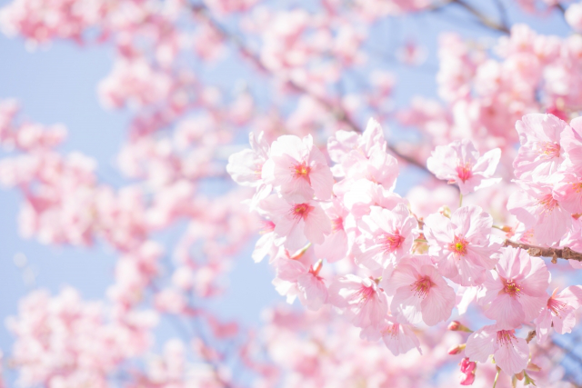 4. 桜色に染まる公園でお花見鑑賞♪ 【大阪万博記念公園】