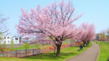 札幌市民おすすめの桜の名所6選