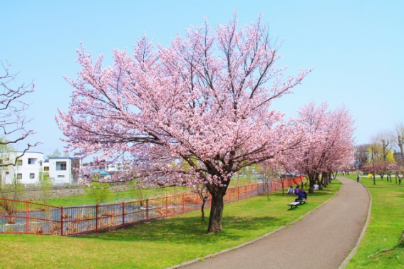 札幌市民おすすめの桜の名所6選