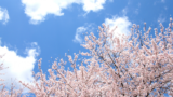 桜満開の桜の木