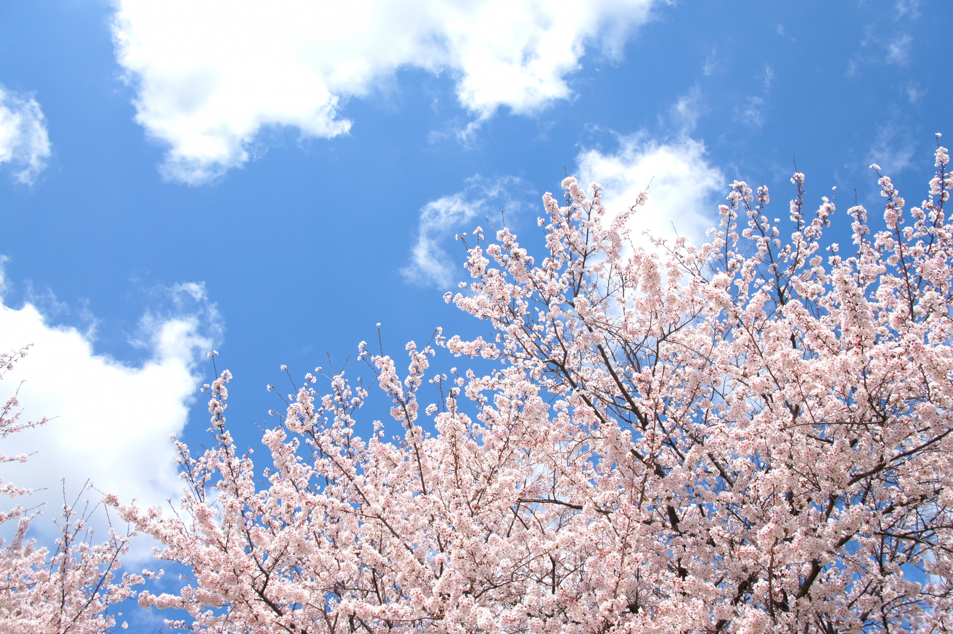 桜満開の桜の木