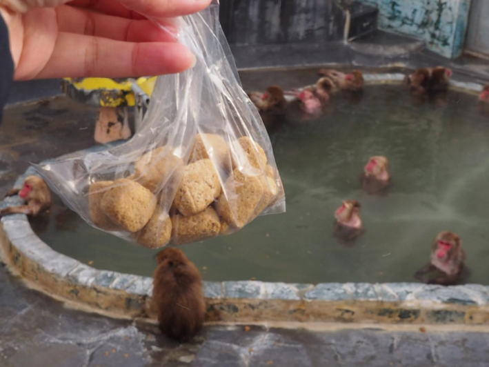 サル山温泉での餌やり