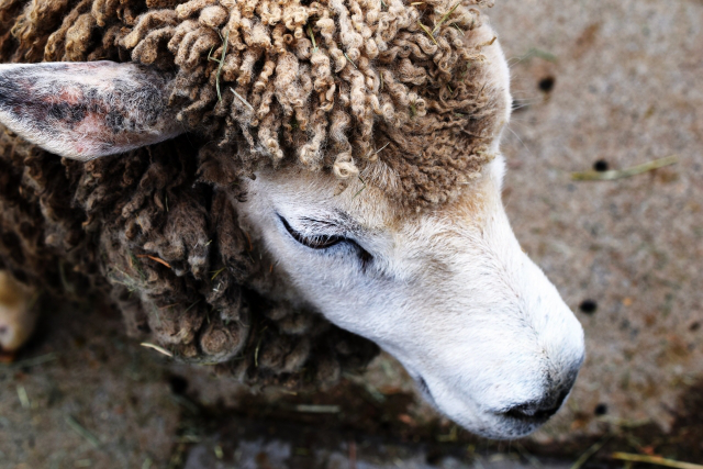 埼玉のおすすめ動物園5選 餌やりやふれあい体験で子供大喜び 旅行女子