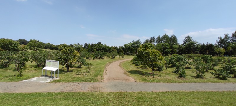 川下公園のライラックの森