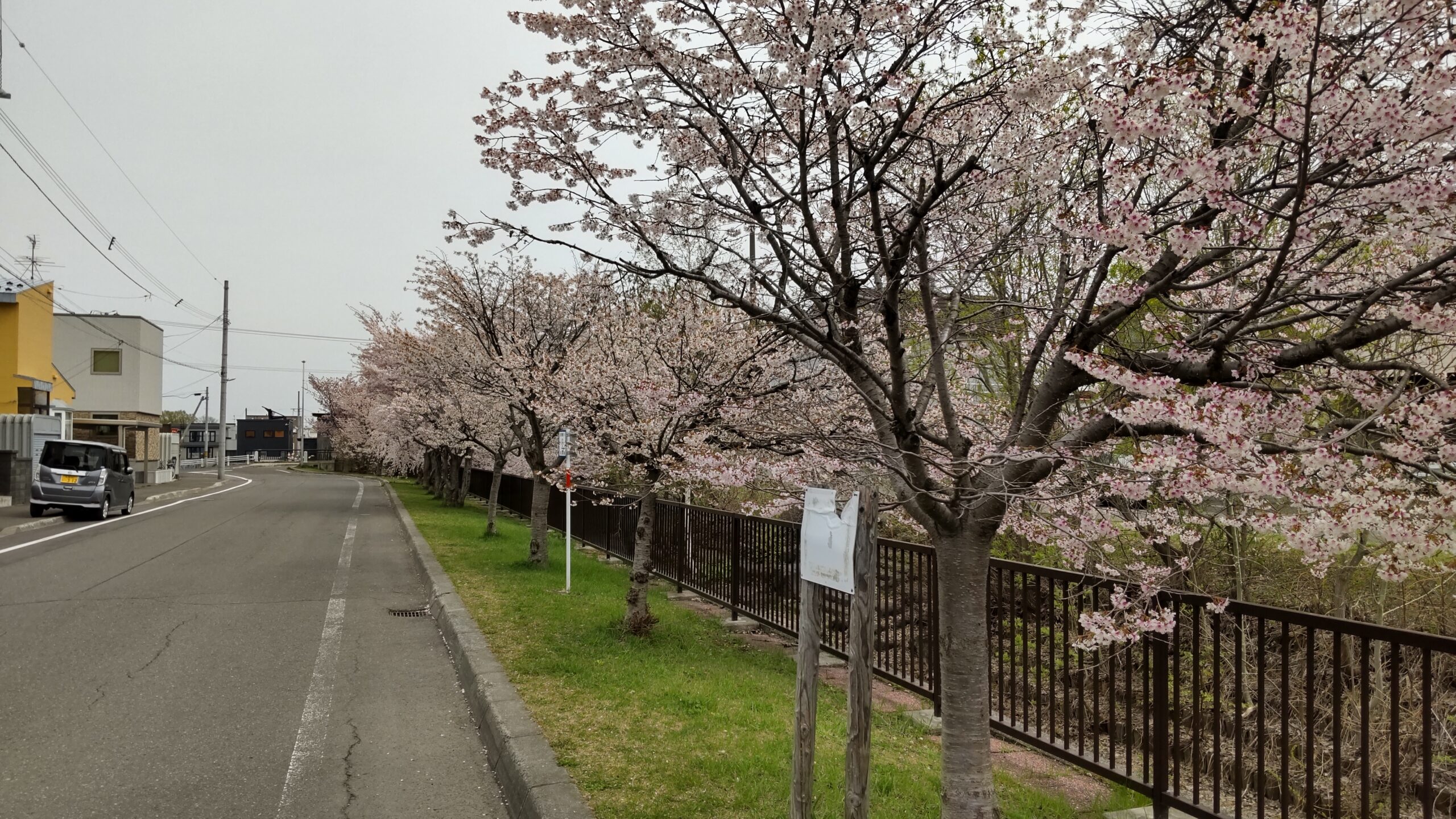 旧軽川緑地の桜