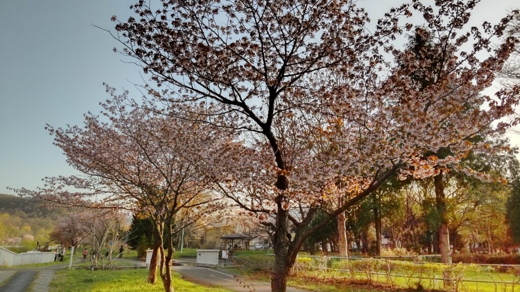 発寒川緑地の桜並木