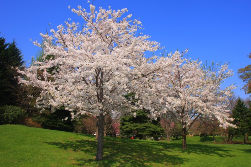 中島公園の桜（ソメイヨシノ）