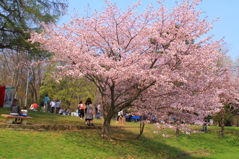 札幌の円山公園の桜