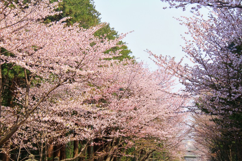 札幌市中央区の桜の名所 穴場11選 おすすめ花見スポット紹介 トリップガール 旅行女子