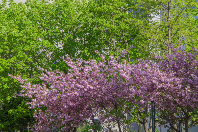 札幌の大通公園の桜