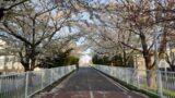 白石こころーど（旧「白石サイクリングロード」）の桜並木