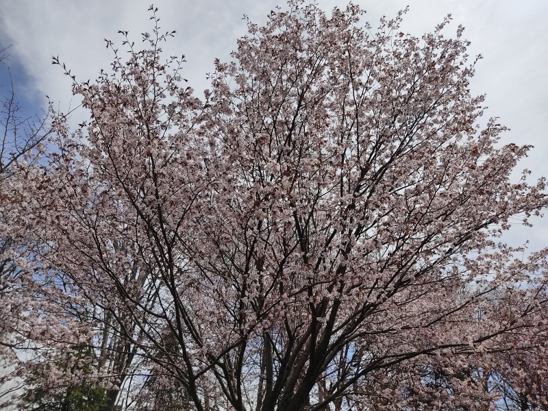 発寒西陵公園の桜