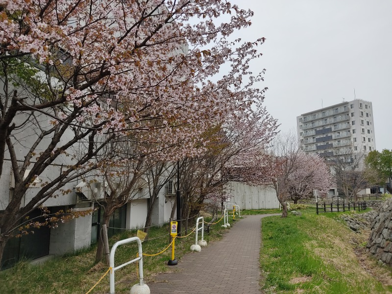 宮の沢駅の6番出口すぐの緑道の桜