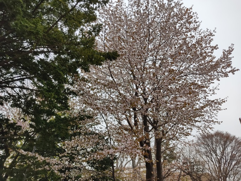 屯田の森（ふれあいシンボルゾーン）の桜