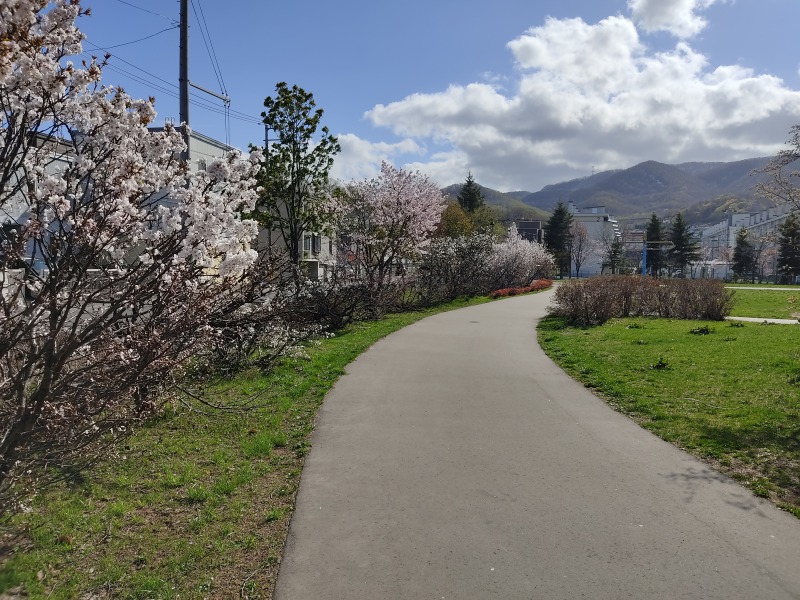 宮の沢ふれあい公園の桜
