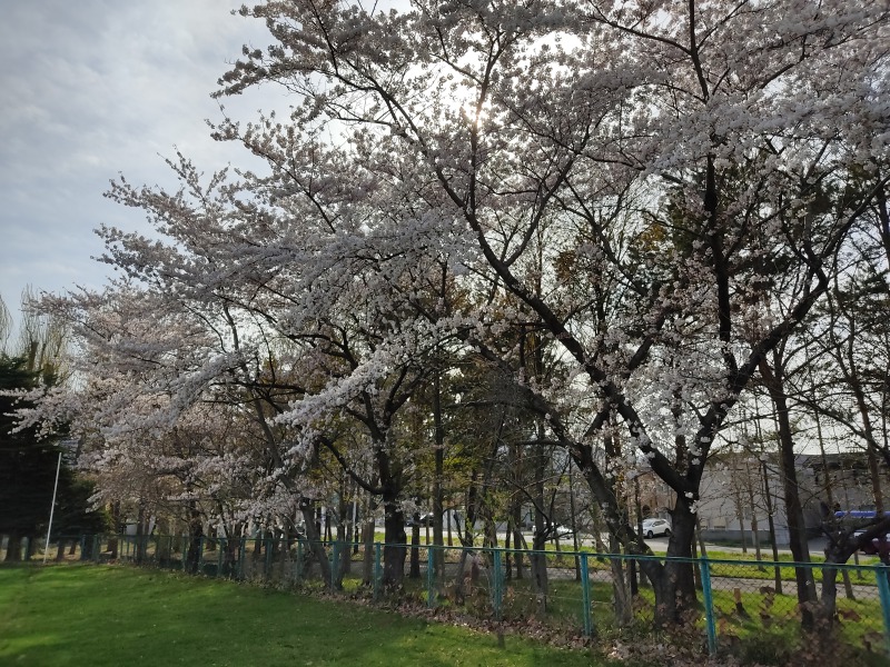 手稲稲積公園の桜