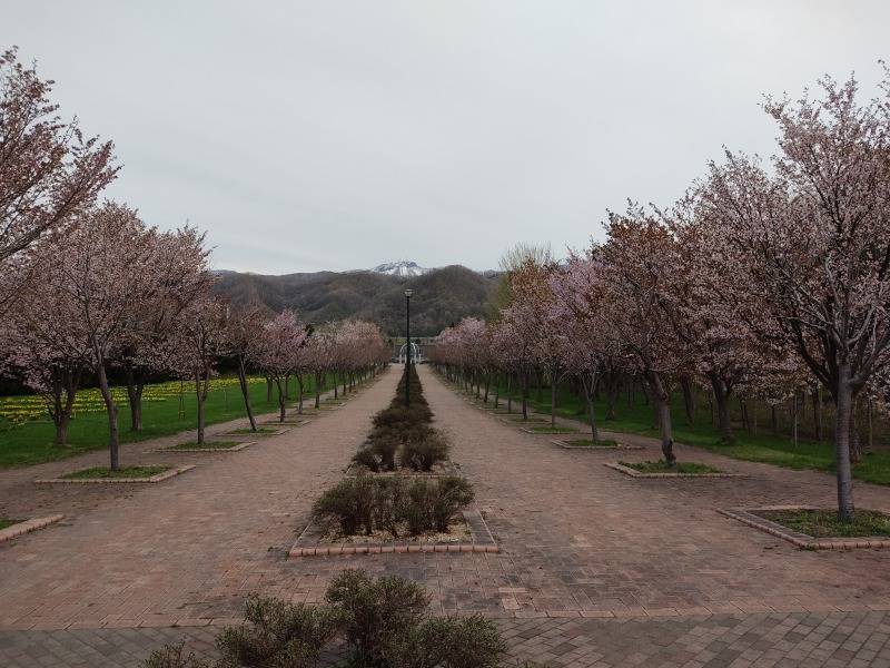 星観緑地の桜