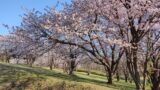 北海道立真駒内公園の桜