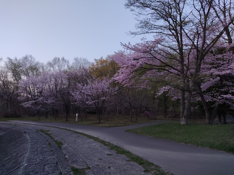 藻南公園の桜