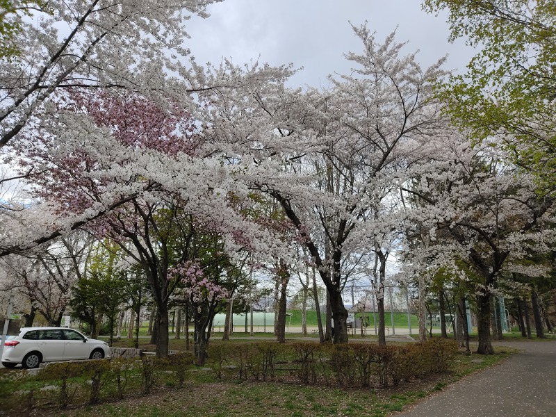 新琴似グリーン公園の桜