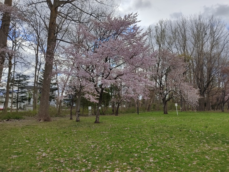 屯田西公園の桜