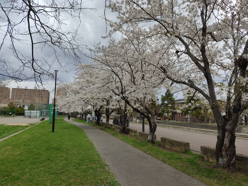 新琴似安春公園の桜