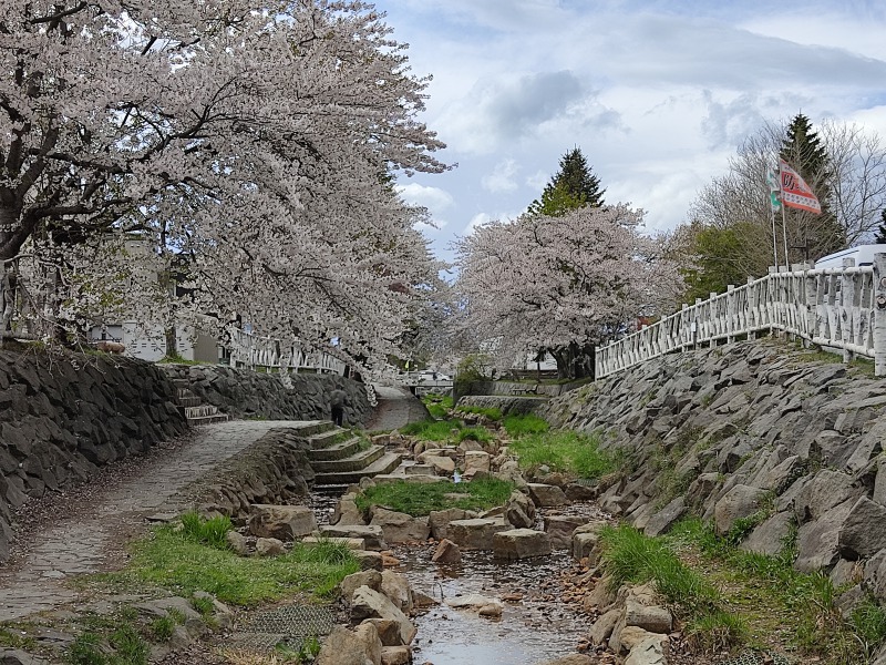 安春川の桜