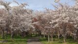 豊平川桜の杜の桜