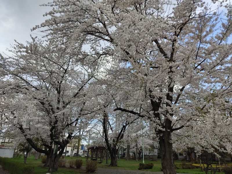 白石公園の桜
