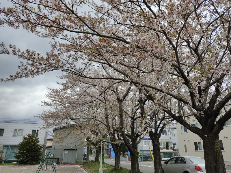 八軒とんとん公園の桜