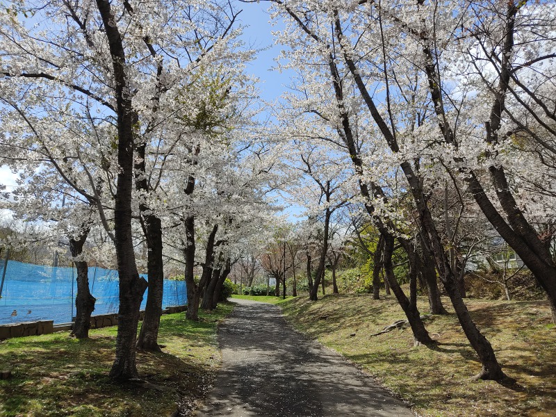 西野緑道の桜