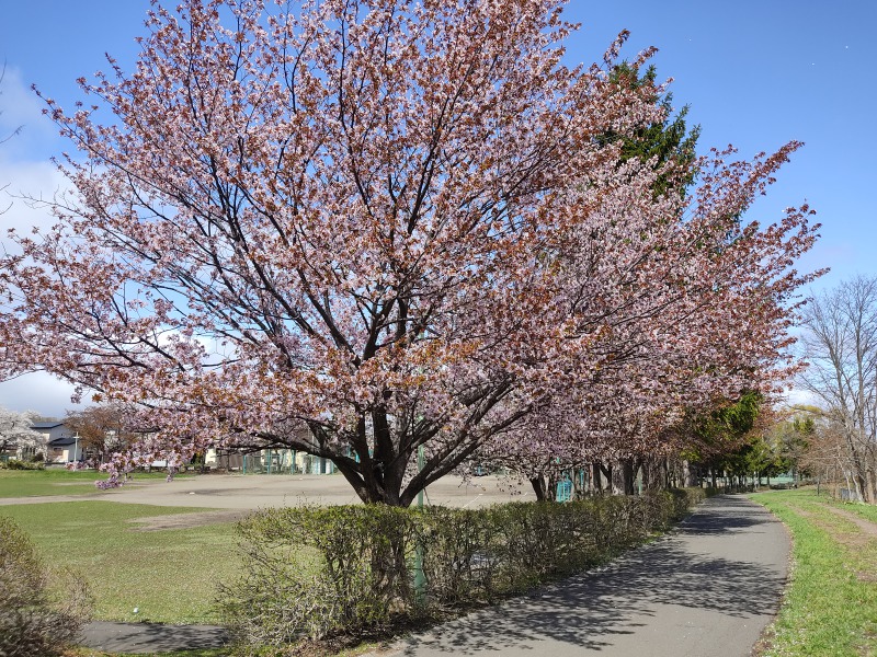 西野南公園の桜