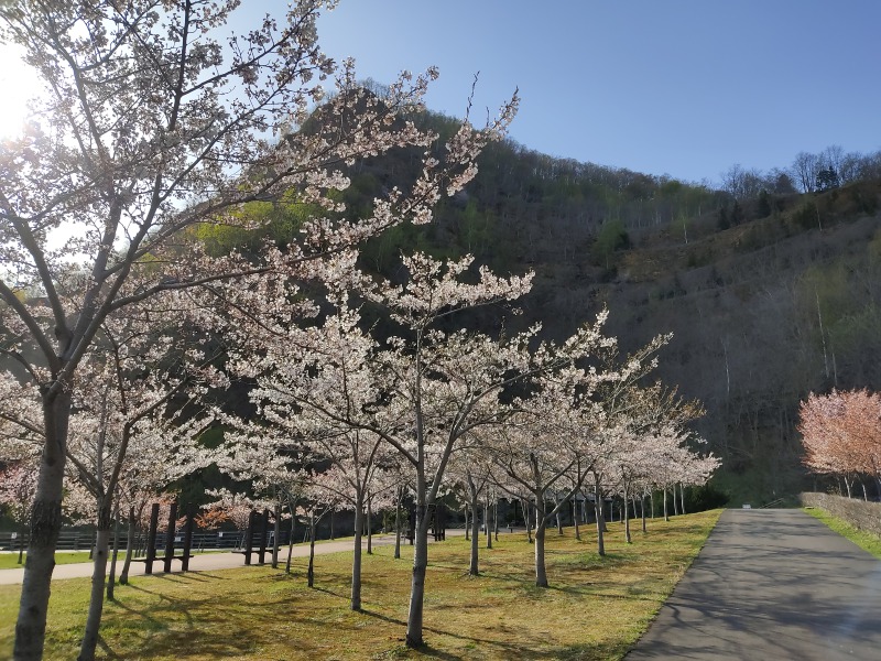 五天山公園の桜