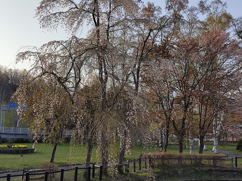 エドウィン・ダン記念公園の桜