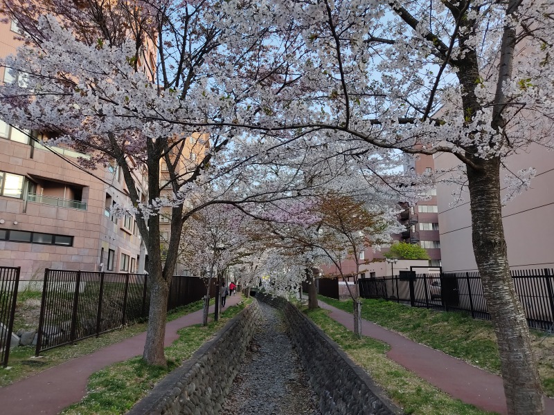 真駒内用水路桜並木（真駒内緑町緑道 緑町1丁目～2丁目）の桜