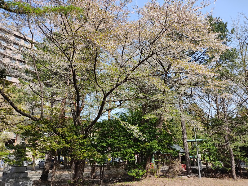 琴似神社の桜
