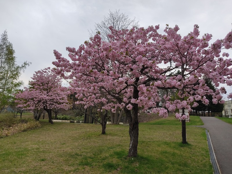 石山緑地の桜