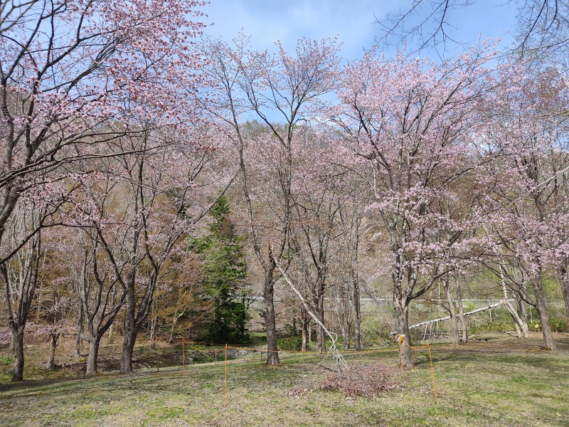国営滝野すずらん丘陵公園の桜
