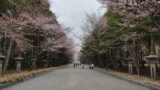 北海道神宮の表参道の桜
