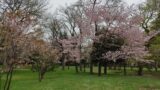 北海道知事公館の庭園の桜と梅