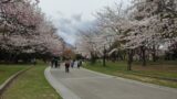 中島公園の北海道立文学館前から中島体育センターまでの桜並木