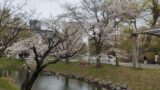 中島公園の藤棚の園路の桜