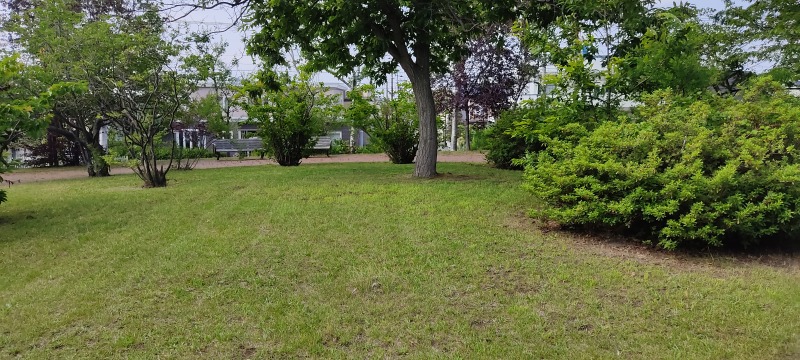 小野幌くりの木公園の芝生広場