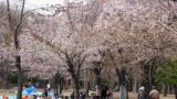 札幌の円山公園の桜